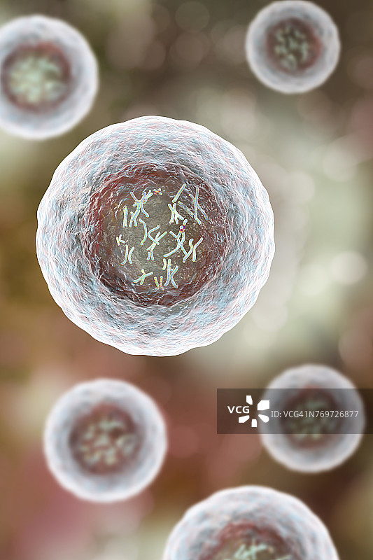 带染色体的人体细胞插图图片素材