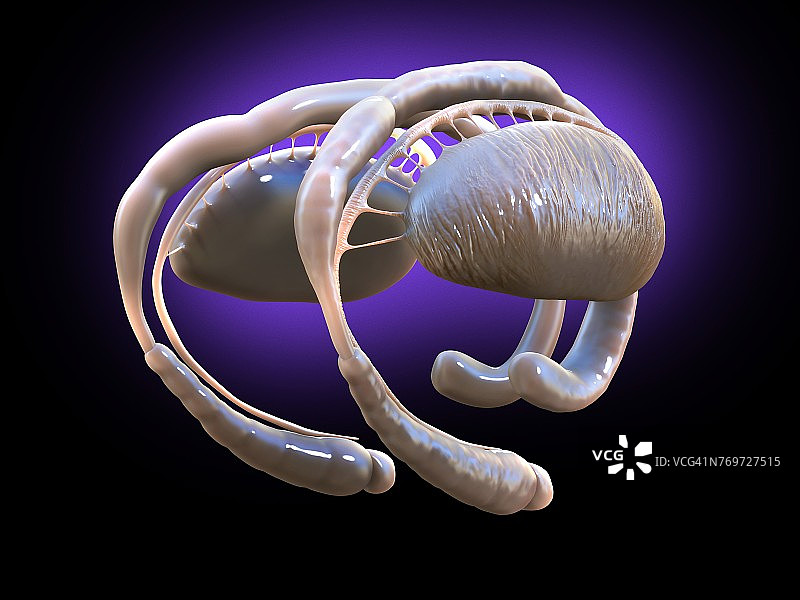 大脑边缘系统插图图片素材