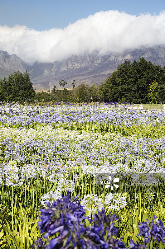 混合百子莲图片素材