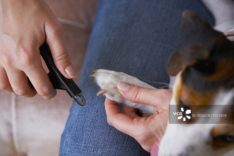 特写镜头：一位女性用指甲钳为杰克罗素梗修剪指甲图片素材