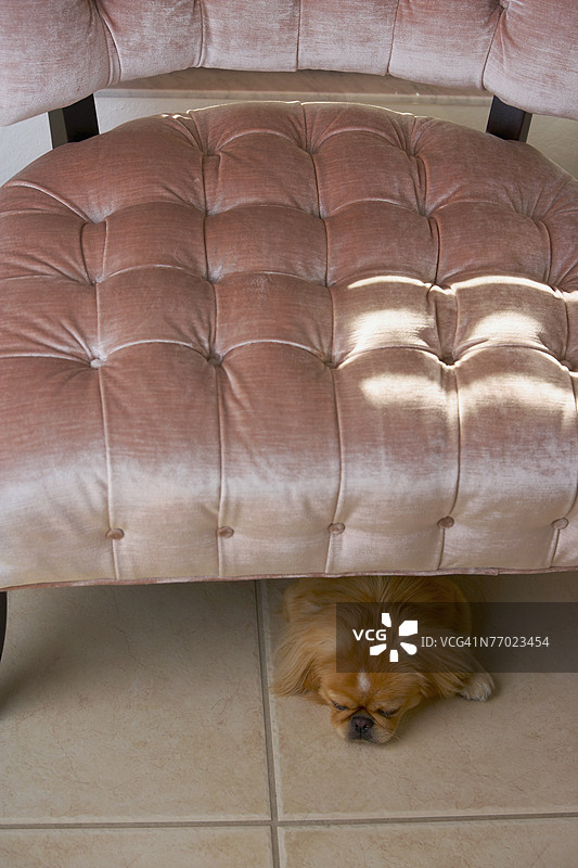 高角度视图下，一只狗躺在椅子下。图片素材