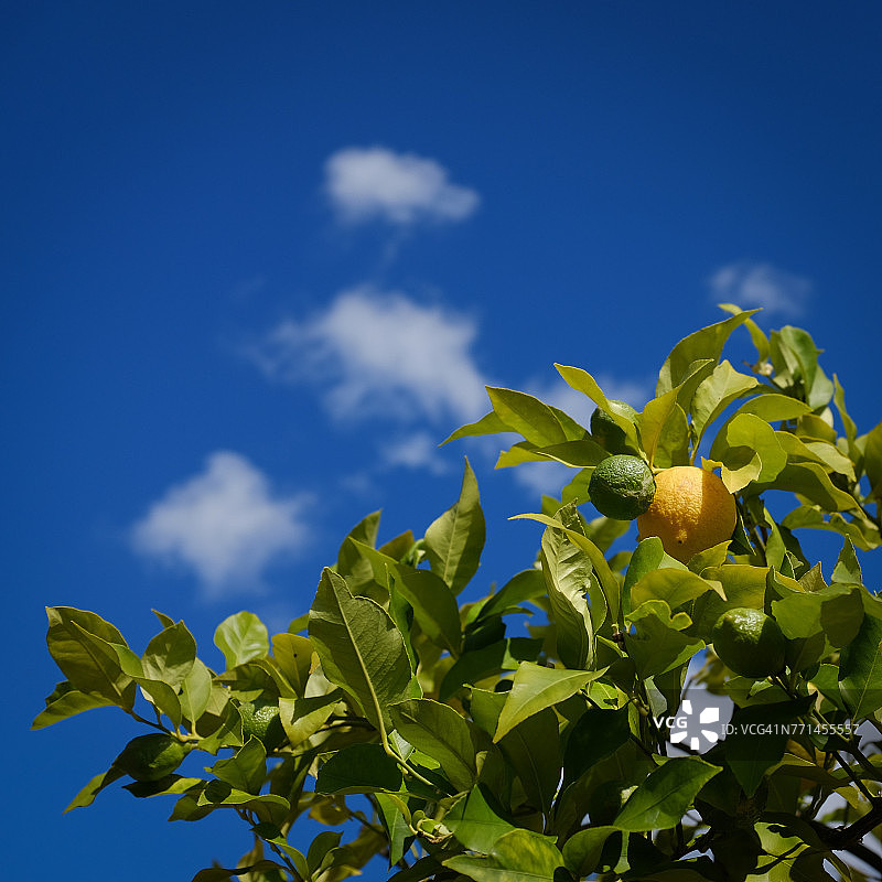 法国尼奥尔的橘子树低角度视图图片素材