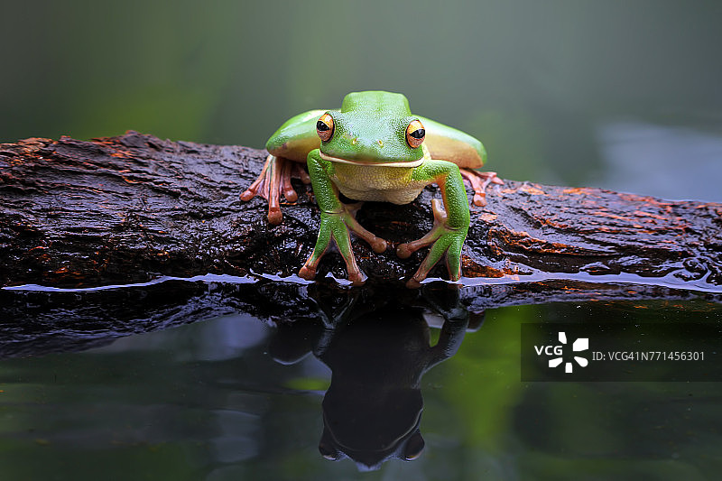 印度尼西亚白唇树蛙坐在池塘边的树枝上图片素材