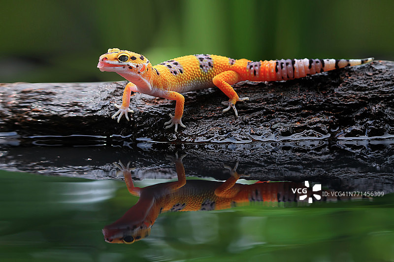 岩石上的豹纹守宫图片素材