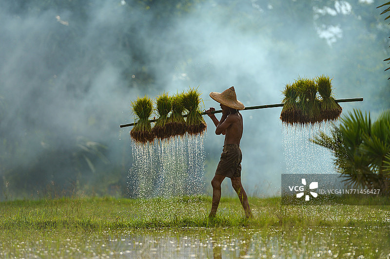 泰国，农民在稻田中行走，肩扛稻苗图片素材