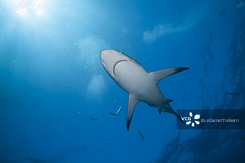 水下游泳的黑鳍鲨，南非夸祖鲁-纳塔尔省图片素材