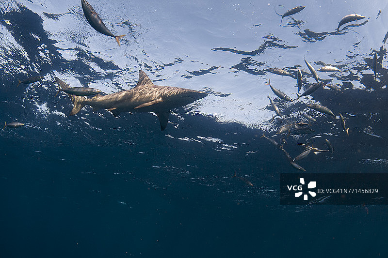 南非夸祖鲁-纳塔尔省，黑鳍鲨和鱼在海洋中游泳（仰视）图片素材