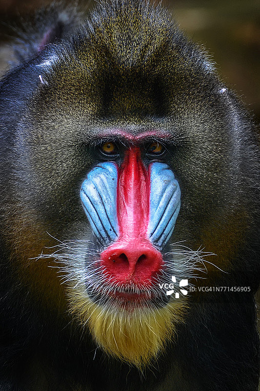 印度尼西亚西爪哇茂物山魈肖像图片素材