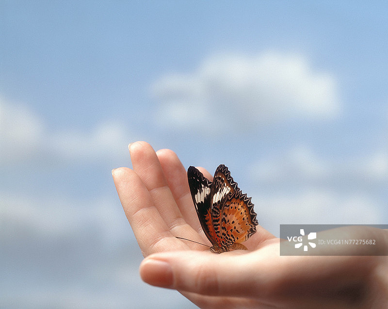 蝴蝶停留在手掌上图片素材