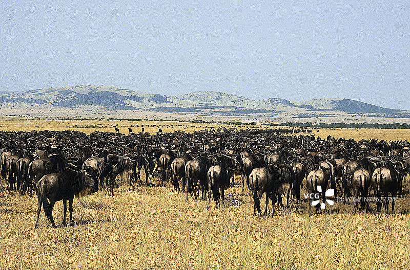 非洲马赛马拉的角马群图片素材