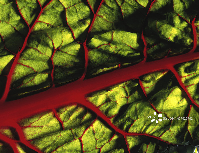 瑞士甜菜图片素材