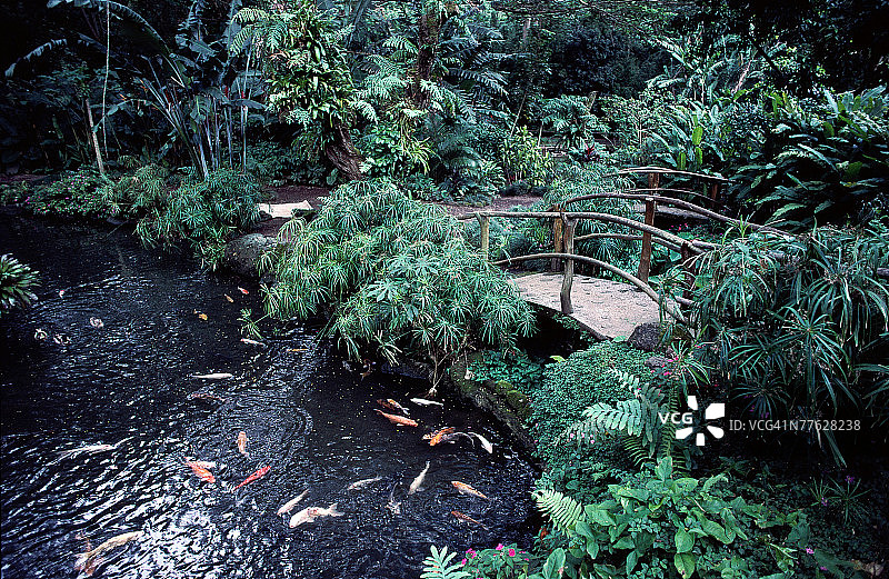 金鱼池塘上的桥梁，周围绿树环绕图片素材