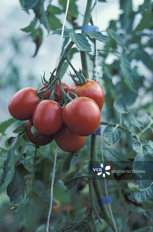 番茄藤上的番茄图片素材
