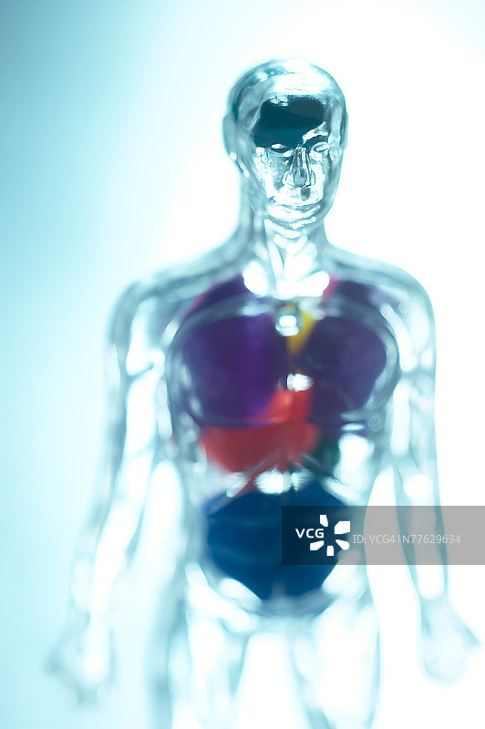 透明人体内脏模型图片素材