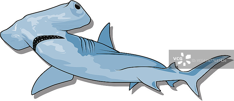 锤头鲨图片素材