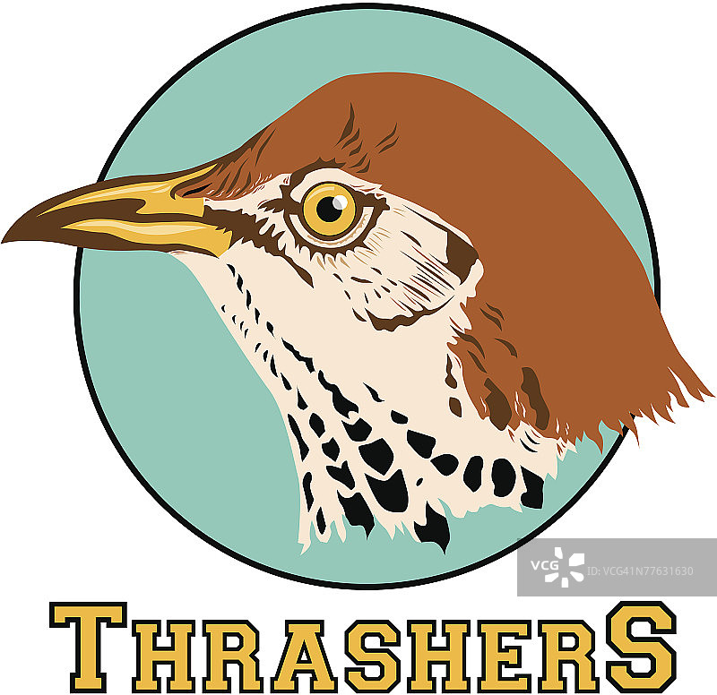 长尾嘲鸫图片素材