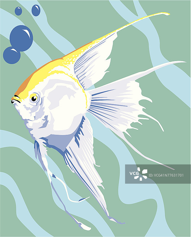 燕子鱼图片素材