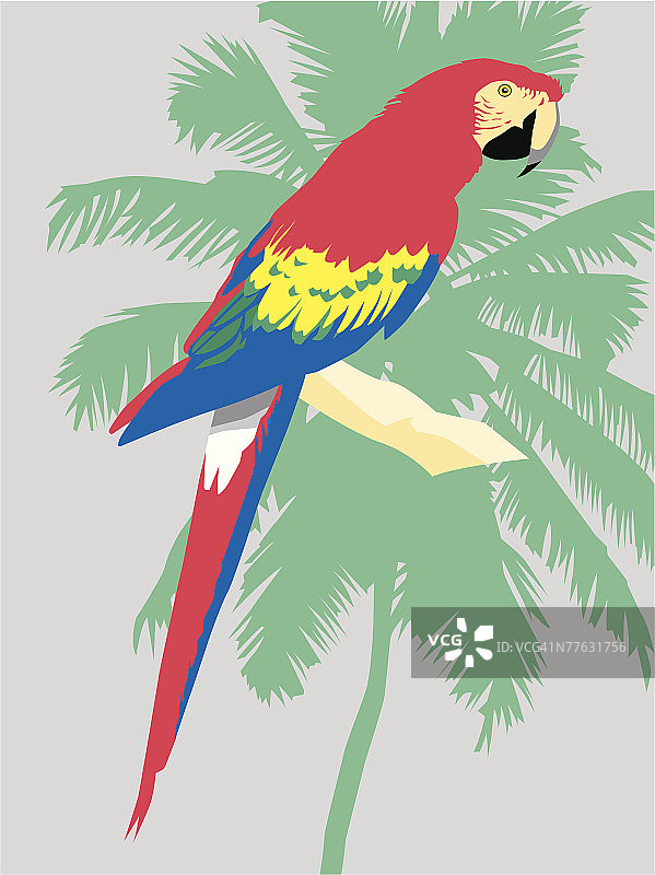 金刚鹦鹉图片素材