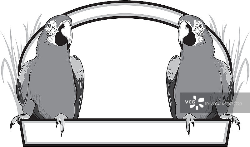 金刚鹦鹉栖木图片素材