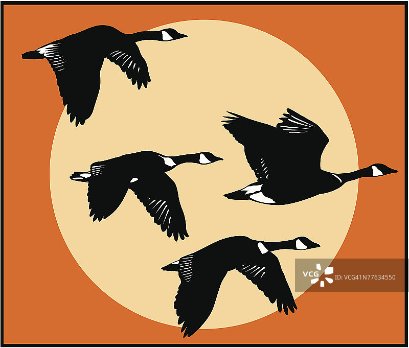飞行中的鹅群图片素材