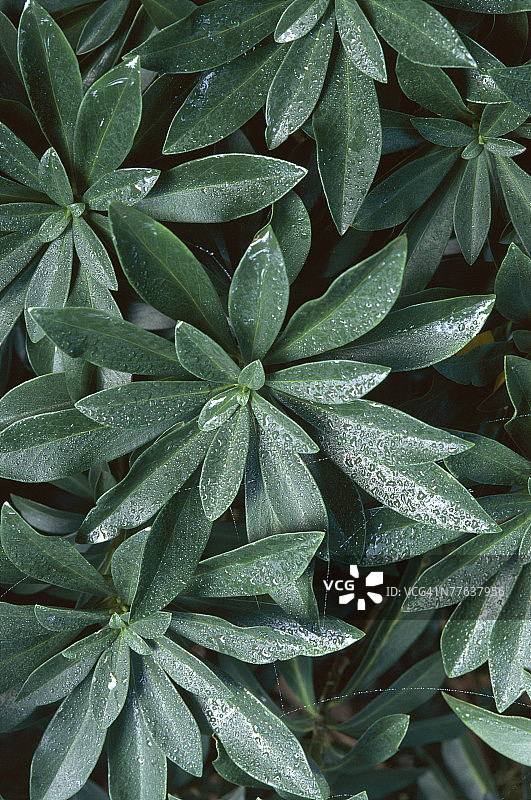 桂叶芫花图片素材