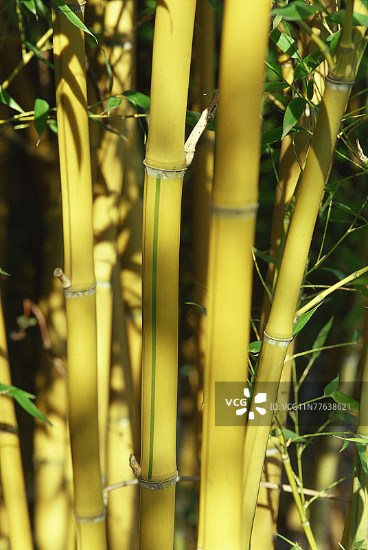 金色竹子图片素材