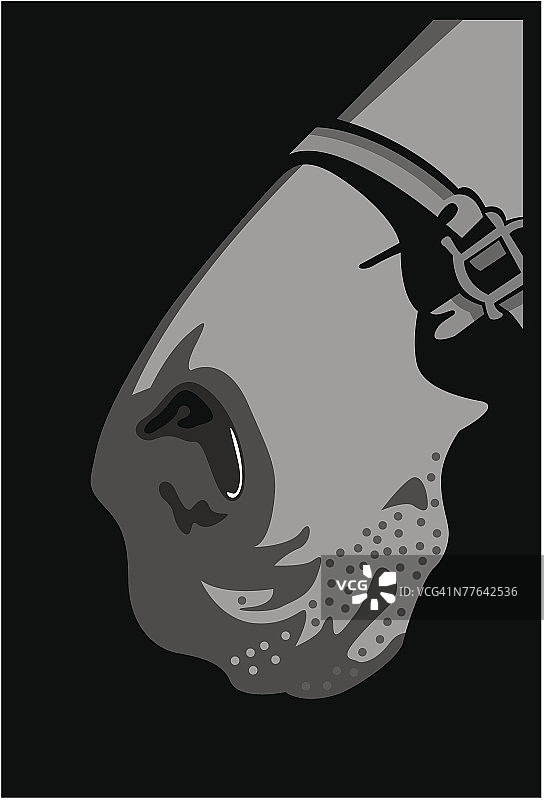 马鼻子特写图片素材