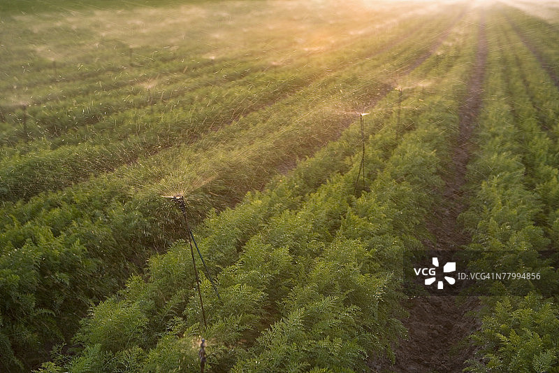 夕阳下喷灌设备浇灌农作物图片素材