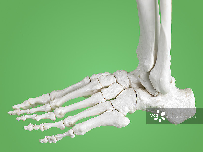 骨骼脚部特写图片素材