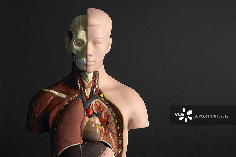 解剖模型图片素材