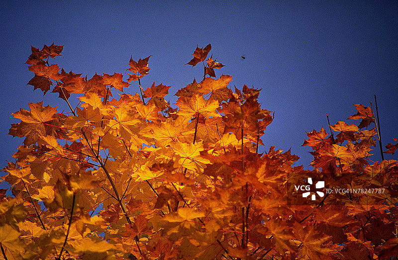秋天树叶图片素材