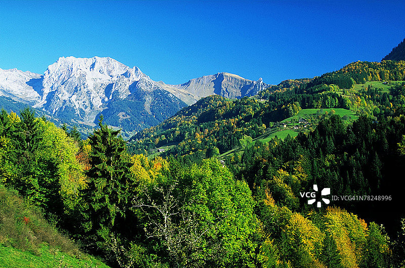 山坡上的常绿树图片素材