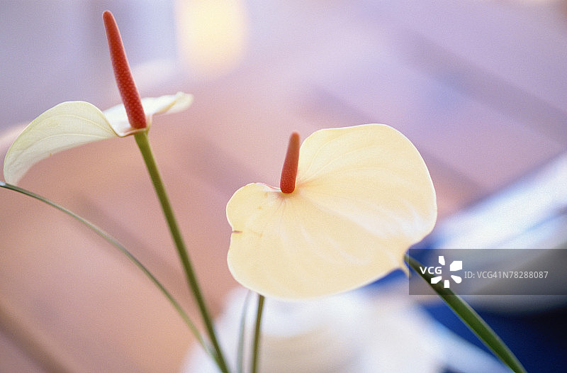 窗边室内红掌花图片素材