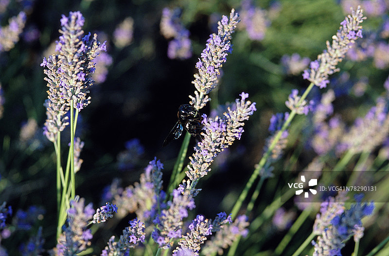 盛开的薰衣草图片素材