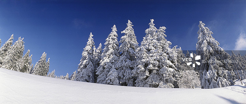 白雪皑皑的常绿树图片素材