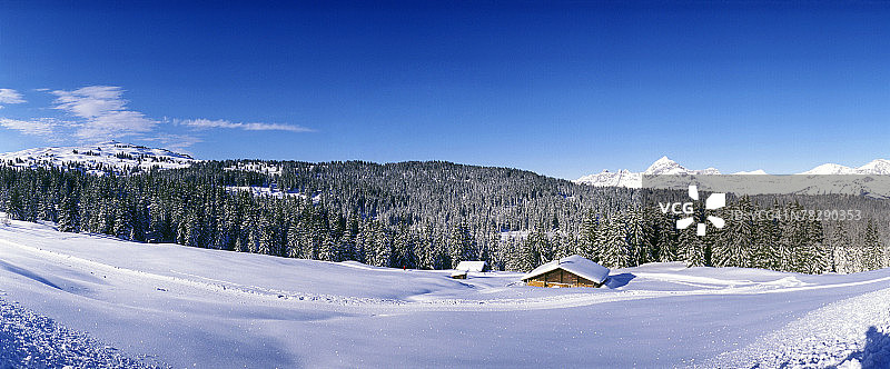 冬季森林图片素材