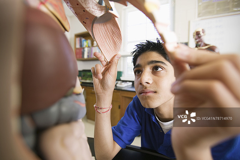 检查人体模型的青少年男孩图片素材