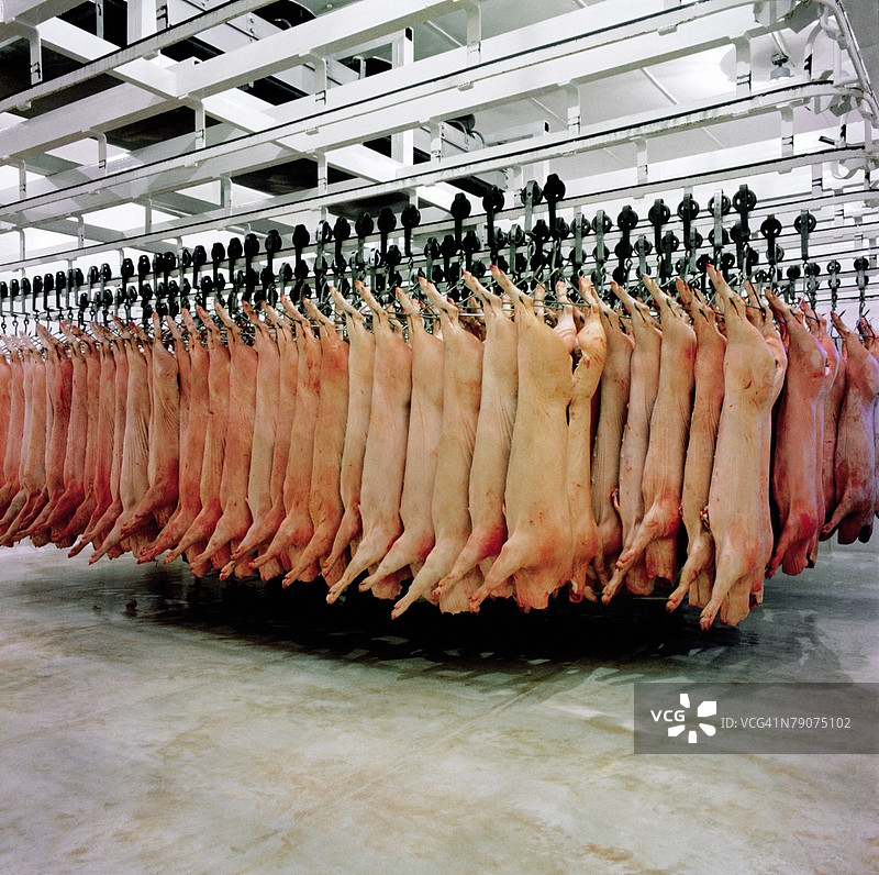 屠宰场里悬挂着剥了皮的猪图片素材