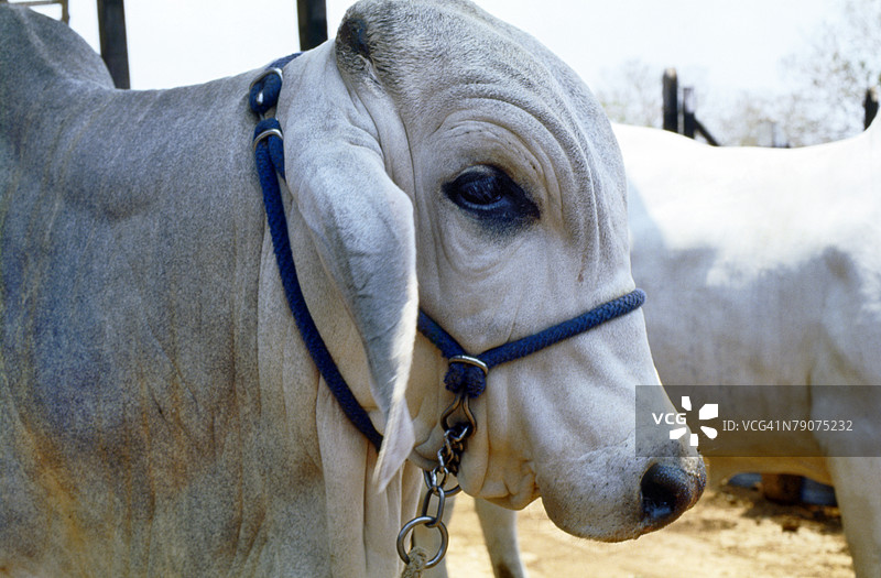 公牛的侧面照图片素材