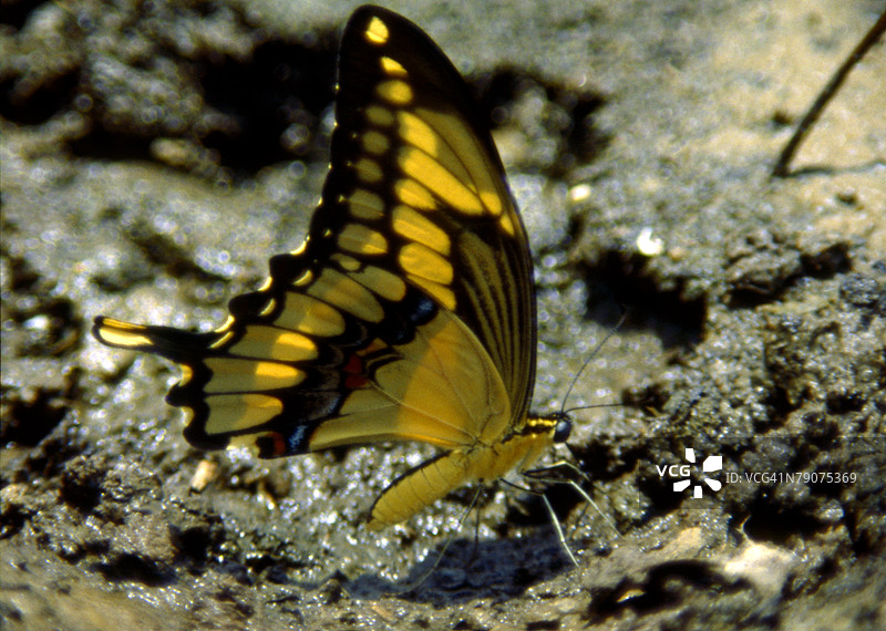 蝴蝶特写镜头图片素材