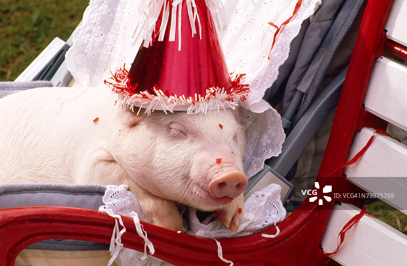戴着生日帽的小猪仔特写图片素材