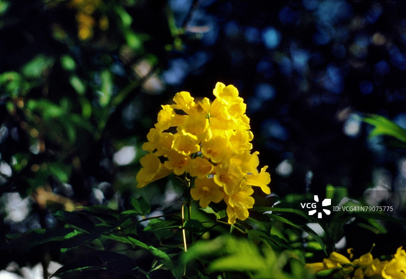 一束花的特写镜头图片素材