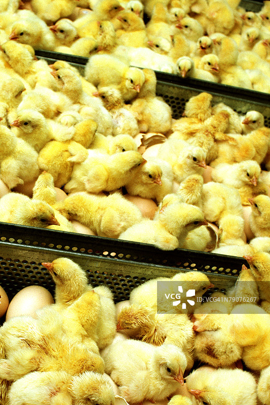 高角度视图的小鸡在箱子里图片素材
