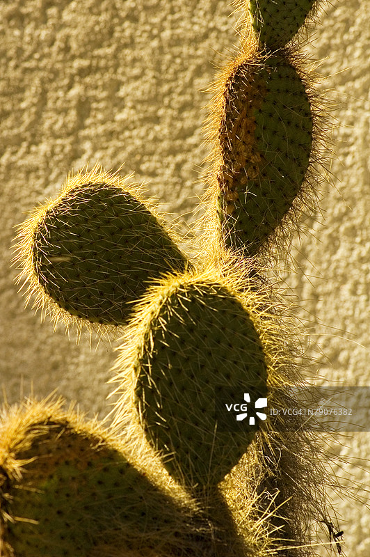毛茸茸的仙人掌特写镜头图片素材