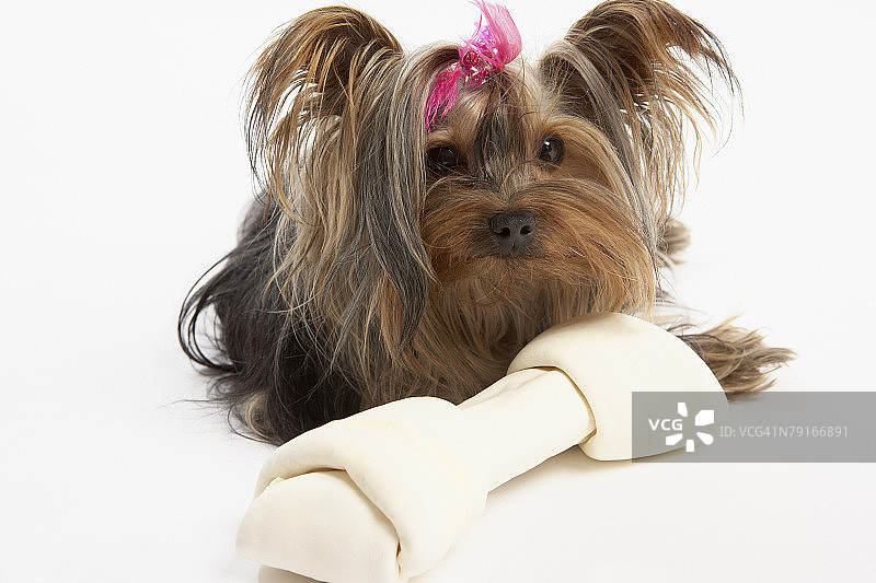 带着骨头的狗图片素材