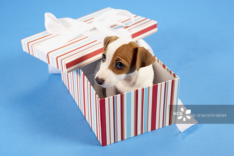 礼品盒中的小狗图片素材