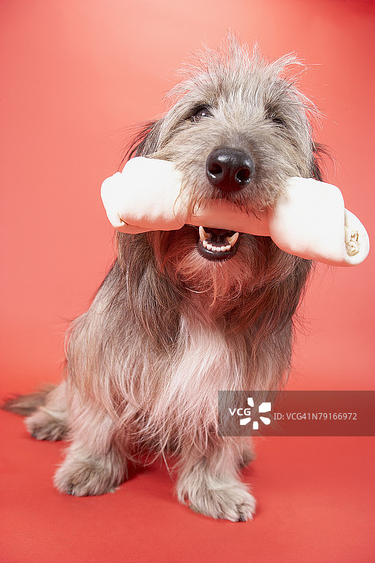 带着骨头的狗图片素材