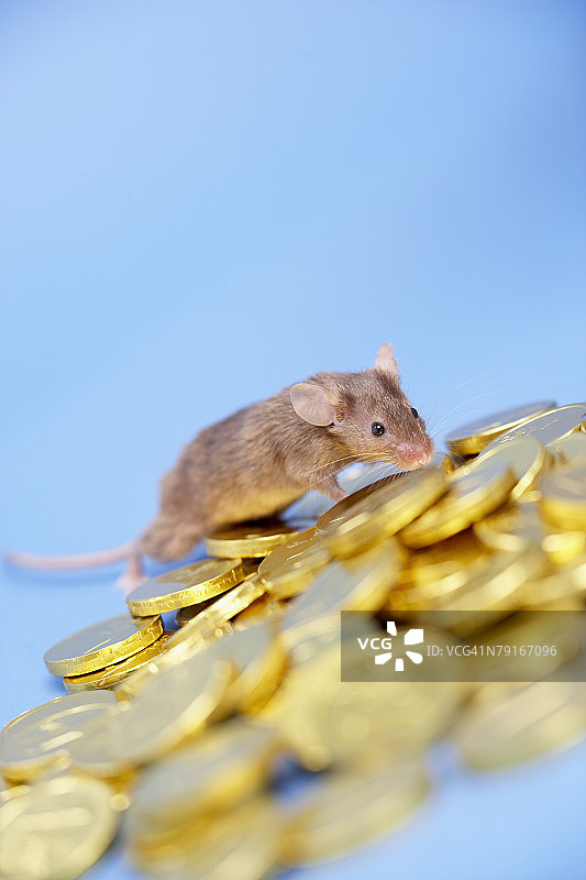带金币的小老鼠图片素材