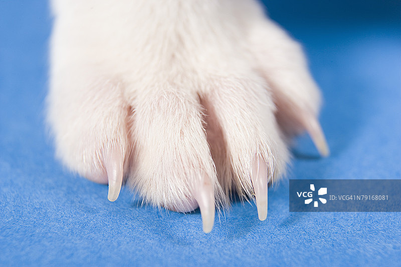 狗的爪子图片素材