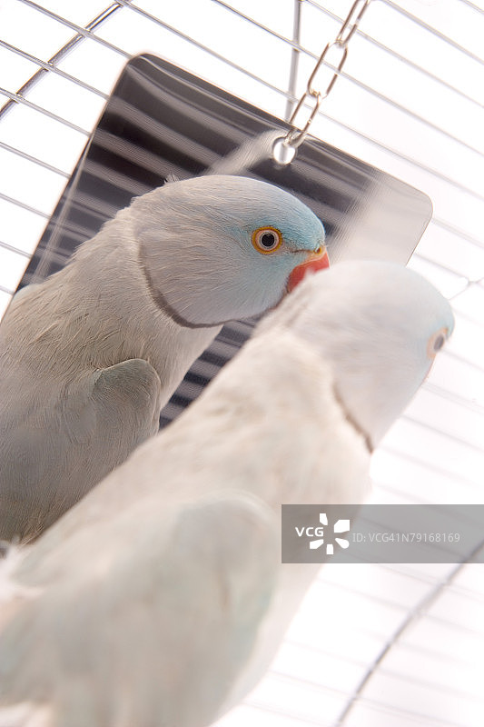 镜子里的鹦鹉图片素材